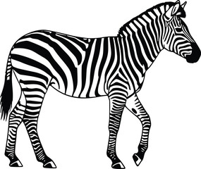 Walking zebra silhouette, black and white stripes, side profile vector, animal motion, nature pose, wildlife detail, elegant anatomy, calm step