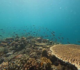 Underwater view of a coral reef with various corals and a school of small fish swimming above.