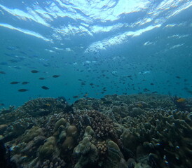 Underwater view of a coral reef with many fish swimming above it in clear blue water.