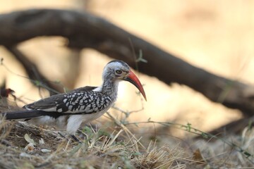 Obraz premium Close-up of a red-billed hornbill with striking beak and patterned feathers.