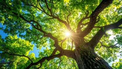 Fototapeta premium A sunlit, upward view of a large oak tree. The vibrant green leaves and branches create a canopy against the blue sky. The sun's rays burst through