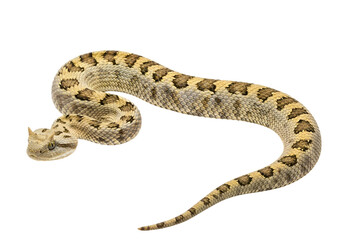 Obraz premium A detailed, close-up shot of a venomous snake against a black background, showcasing its intricate patterns and textures.