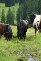 Eine Gruppe junger Noriker Hengste tummelt sich um einen Wassertümpel auf der Bergweide