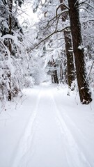 Fototapeta premium Snowy forest path