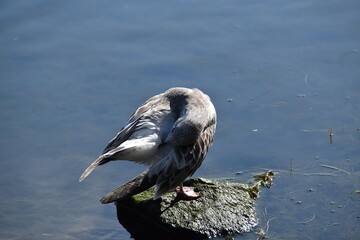 A young common gull is standing on a stone and preening its feathers.