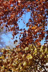 Colorful autumn leaves display vibrant shades in a sunny park setting during the late afternoon
