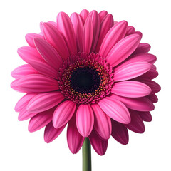 A vibrant pink gerbera daisy, centrally positioned against a stark black background, showcases intricate details of its petals and center.