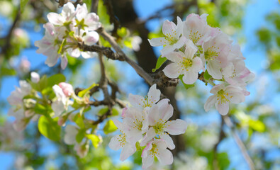 A blooming apple tree branch in spring with a vibrant blue sky.