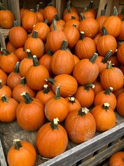 pile of pie pumpkins