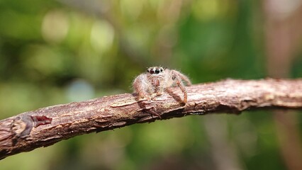 jumping spiders of the genus Bagheera or Hyllus