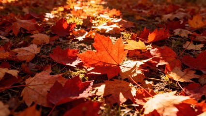 Vibrant autumn leaves blanket the ground, illuminated by warm sunlight.