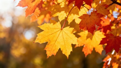 Vibrant autumn leaves, displaying a blend of golden yellow and fiery red hues, bathed in warm sunlight.