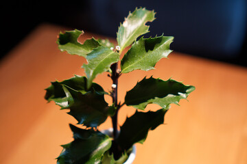 Small potted holly plant with glossy leaves placed on a wooden table in indoor lighting