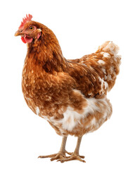 Fototapeta premium A chicken stands on a white background