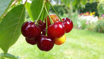 Ripe cherries hang from a branch against a backdrop of a vibrant garden.