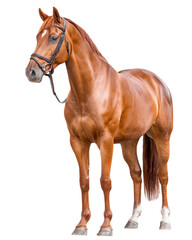 Obraz premium A brown horse stands in front of a white background