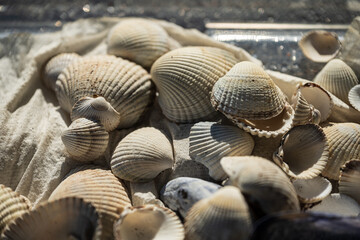 Close up of sunlit seashells on sandy cloth.