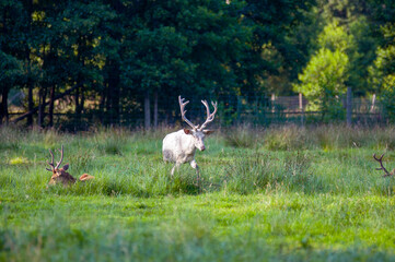 Jelenie z dużymi rogami pasące się na łące. © Monika