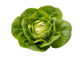 A vibrant head of fresh, crisp green lettuce, showcasing its delicate leaves and healthy appearance against a pure black background.
