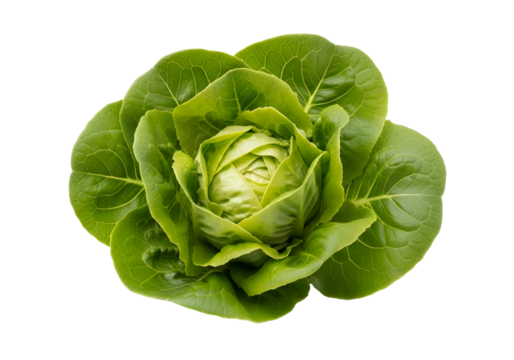 A vibrant head of fresh, crisp green lettuce, showcasing its delicate leaves and healthy appearance against a pure black background.