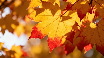 Vibrant autumnal maple leaves display a rich blend of yellow and red hues, illuminated by the sun's rays.