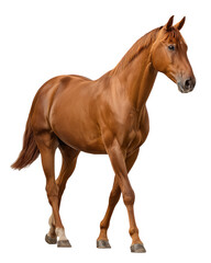 Fototapeta premium A brown horse is standing in front of a white background