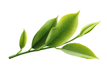 Obraz premium Close-up of vibrant green leaf on black background, cut out