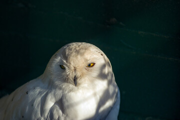 Biała sowa z żółtymi oczami na ciemnym tle. © Monika