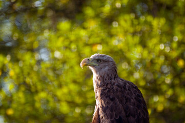 Orzeł jastrząb w ujęciu z bliska na zielonym tle.	
