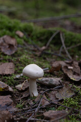 Close-up of a white mushroom growing on a mossy forest floor among fallen leaves. Wild fungus in natural woodland habitat.'
