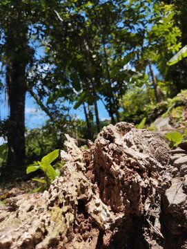 Texturas del Bosque