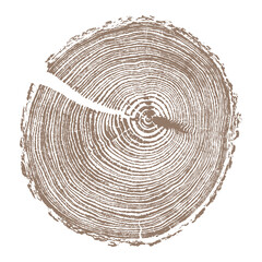 Vector illustration of tree trunk cross section with detailed wood rings and cracked texture, growth pattern and natural timber design for forestry, lumber, ecology and nature themes