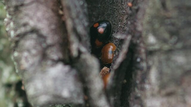 red and black ladybugs seeking shelter under tree bark for winter