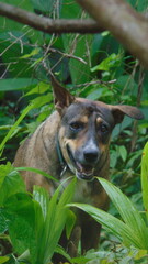 Portrait d'un jeune chien