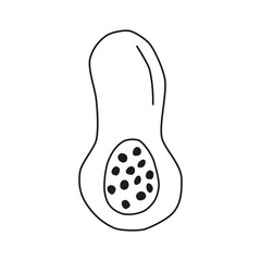 Cute hand drawn outline decorative halved butternut pumpkin with seeds isolated on white background.