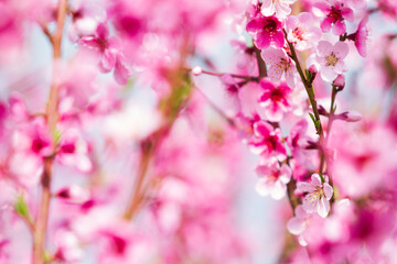 Obraz premium Beautiful pink peach blossoms. Peach orchard in bloom