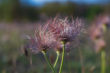Pasqueflower - Pulsatilla grandis in bloom on a spring meadow at sunset. Beautiful bokeh