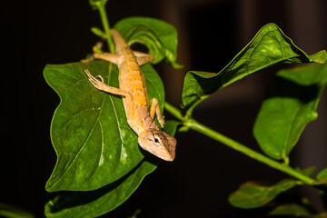 Thai chameleon clinging to a branch at night