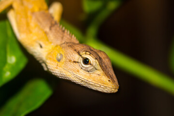 Thai chameleon clinging to a branch at night