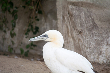 Northern Gannet with Blue Eyes on the Shore, 
Nordgannet mit blauen Augen am Ufer