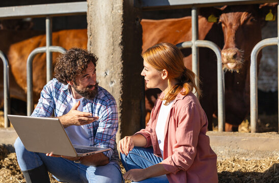 Conversation between farmers at livestock farm