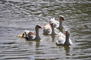 Group of geese swimming alongside a yellow chick