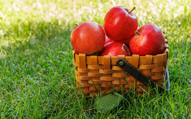 Basket of ripe red apples on a green meadow