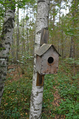The wooden bird house on a birch