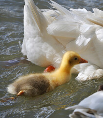 Little yellow goose chick following its mother
