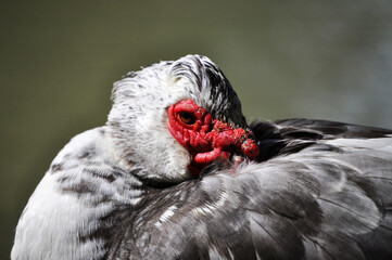 Expressive and colorful Muscovy duck hiding its head