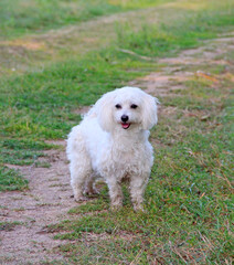 Dog standing on the country road during walk. Small Maltese dog playing outdoors