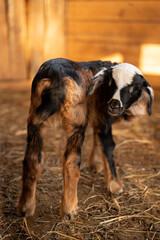 Obraz premium goat on the farm