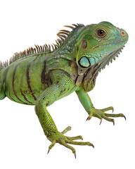 Obraz premium A green lizard with long legs and a long tail