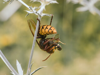 Eine Nahaufnahme einer Hornisse (Vespa crabro), die mit einer erbeuteten Wespe an einer Pflanze h&auml;ngt.